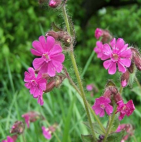 Campion, Red (Silene Dioica) Seeds - Image 2