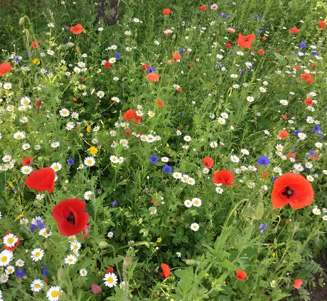 Dual Purpose Wildflower Seed BSXP 100% - Image 6