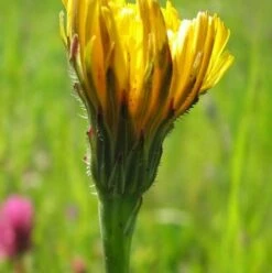 Cat's-ear, Common (Hypochaeris Radicata) Plant
