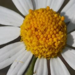 Chamomile, Corn (Anthemis Arvensis) Plant