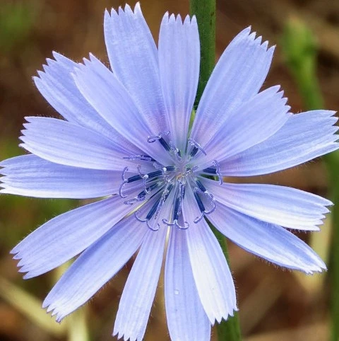 Chicory Seed (Agricultural) - Image 2