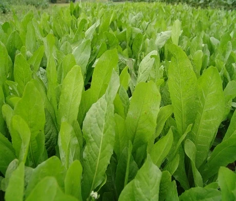Chicory Seed (Agricultural) - Image 3