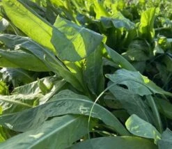 Chicory Seed (Agricultural)