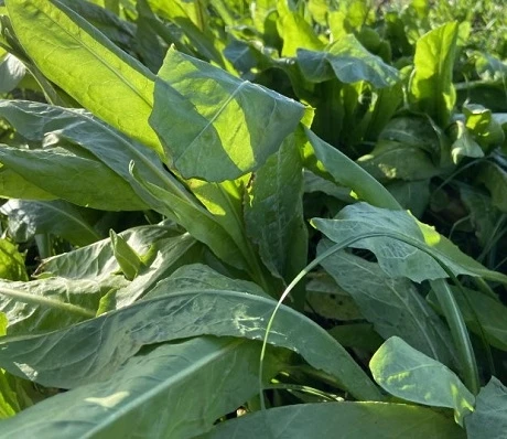 Chicory Seed (Agricultural)