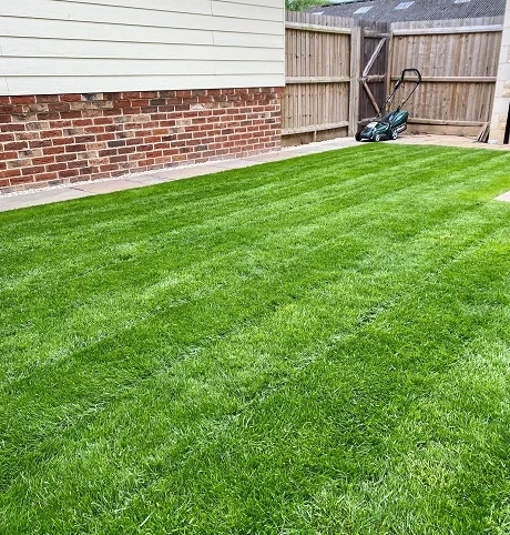 BS Childs Play Lawn Seed - Image 3