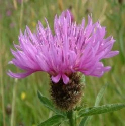 BS Clay Soils Wildflower Plant Collection