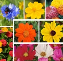 ColourMax - Coronation Celebration Flower Seed
