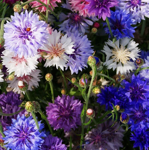 ColourMax 8 - Cornflower Splash Flower Seed