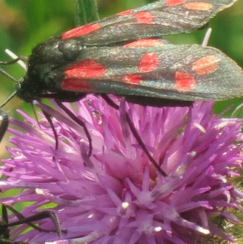 Knapweed, Common (Centaurea Nigra) Seeds - Image 5