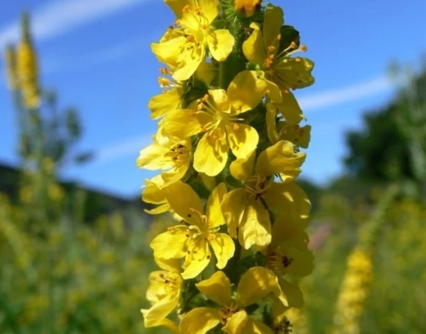 Agrimony, Common (Agrimonia Eupatoria) Seeds - Image 2