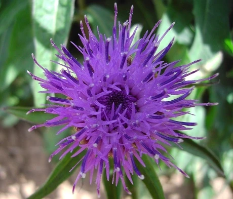 Knapweed, Common (Centaurea Nigra) Seeds - Image 4