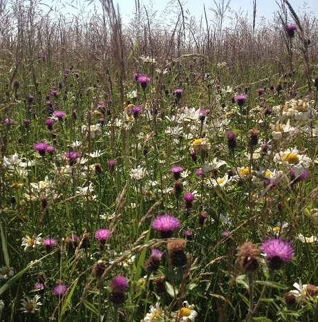 Knapweed, Common (Centaurea Nigra) Seeds - Image 6