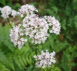 Valerian, Common (Valeriana Officinalis) Plant
