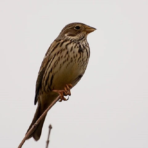 CSS10/FCB Wild Bird Food Seed Mixture - Finch & Corn Bunting (1 Year) AB9 - Image 3