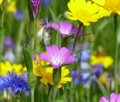 Corncockle (Agrostemma Githago) Plant