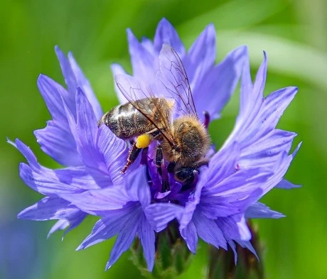 Cornflower (Centaurea Cyanus) Plant - Image 2