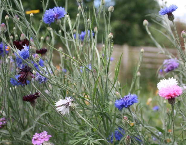 ColourMax 8 - Cornflower Splash Flower Seed - Image 2