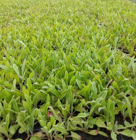 Cornflower (Centaurea Cyanus) Plant - Image 5