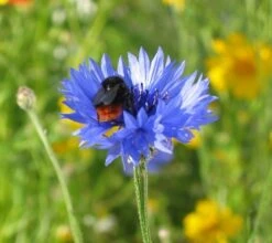 Cornflower (Centaurea Cyanus) Plant