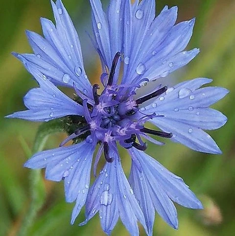 Cornflower (Centaurea Cyanus) Plant - Image 3