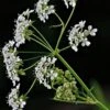 Cow Parsley (Anthriscus Sylvestris) Plant