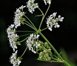 Cow Parsley (Anthriscus Sylvestris) Plant