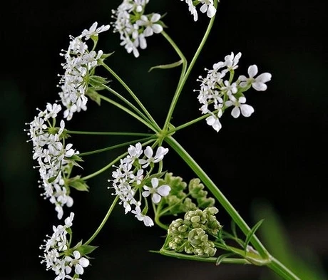 Cow Parsley (Anthriscus Sylvestris) Plant
