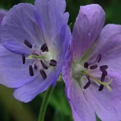 Cranesbill, Meadow (Geranium Pratense) Seeds