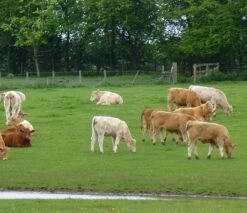 BS Cut And Graze - 3-5 Yrs Ley Mixture