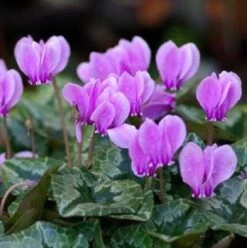 BS Wild Cyclamen Tubers (Cyclamen Hederifolium)