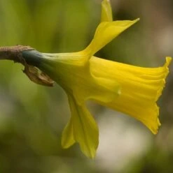 BS Tenby Daffodil Bulbs (Narcissus Obvallaris)
