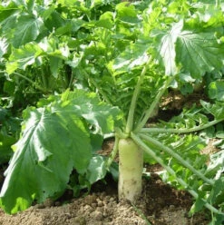 DAIKON Tillage Radish Seed (Raphanus Sativus)