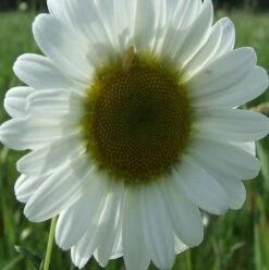 BS Chalk And Limestone Wildflower Plant Collection