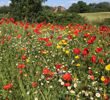 Dual Purpose Wildflower Seed BSXP 100% - Image 7