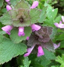 Deadnettle, Red (Lamium Purpureum) Seeds