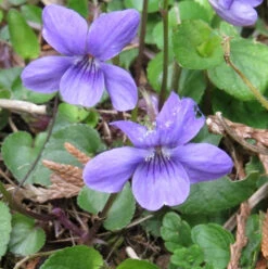 Violet, Dog (Viola Riviniana) Plants