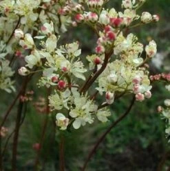 Dropwort (Filipendula Vulgaris) Seeds