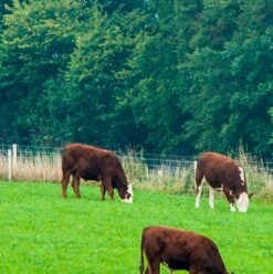 Aber High Sugar Grass - Dual Purpose (Without Clover)