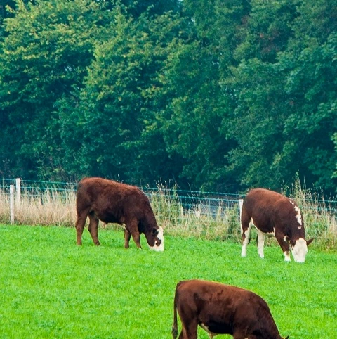 Aber High Sugar Grass - Dual Purpose (Without Clover)