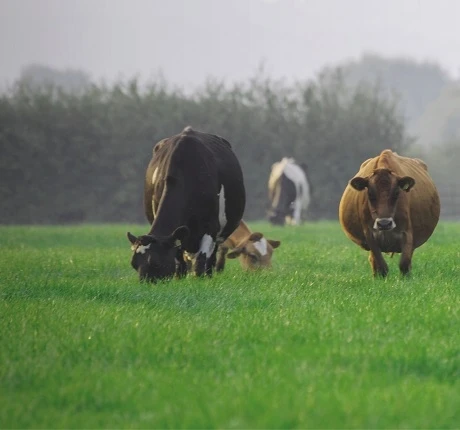 Aber High Sugar Grass - Dual Purpose (with White Clover)