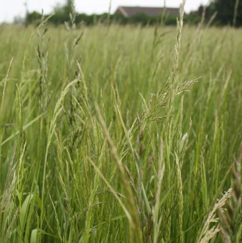 CSS9 Beetle Bank AB3 Without Cocksfoot - Image 2