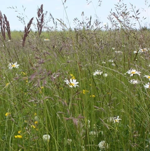 CSS1 Flower Rich Margin & Plots AB8 - Image 2