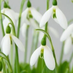 BS Snowdrop (Giant) Bulbs (Galanthus Elwesii)