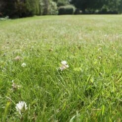 BS Eco-Clover Grass Seed