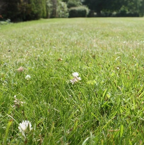 BS Eco-Clover Grass Seed