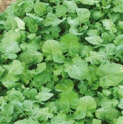 Ethiopian Mustard (Brassica Carinata)