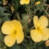 Evening-Primrose (Oenothera Biennis) Plant