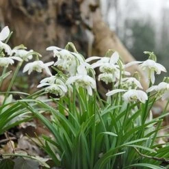 BS Snowdrop (Flore Pleno, Double) Bulbs (Galanthus Nivalis F. Pleniflorus)