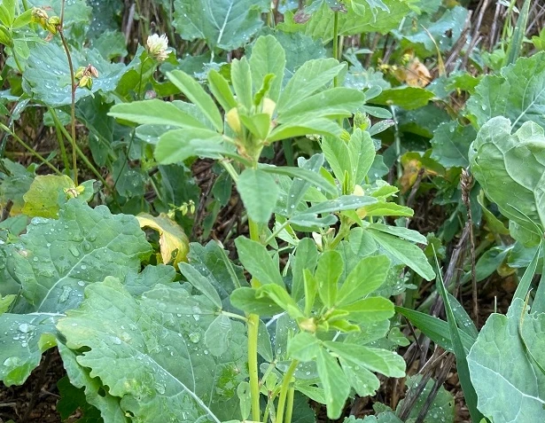 Fenugreek Seed (Trigonella Foenum-graecum)