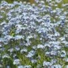 Forget-me-not, Field (Myosotis Arvensis) Plant
